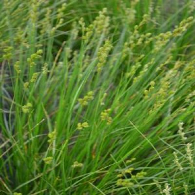 Carex brevior