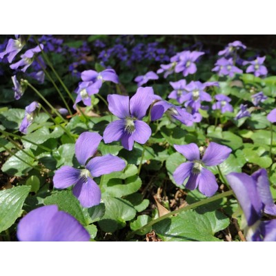 Viola sororia (syn. Viola papilionacea)